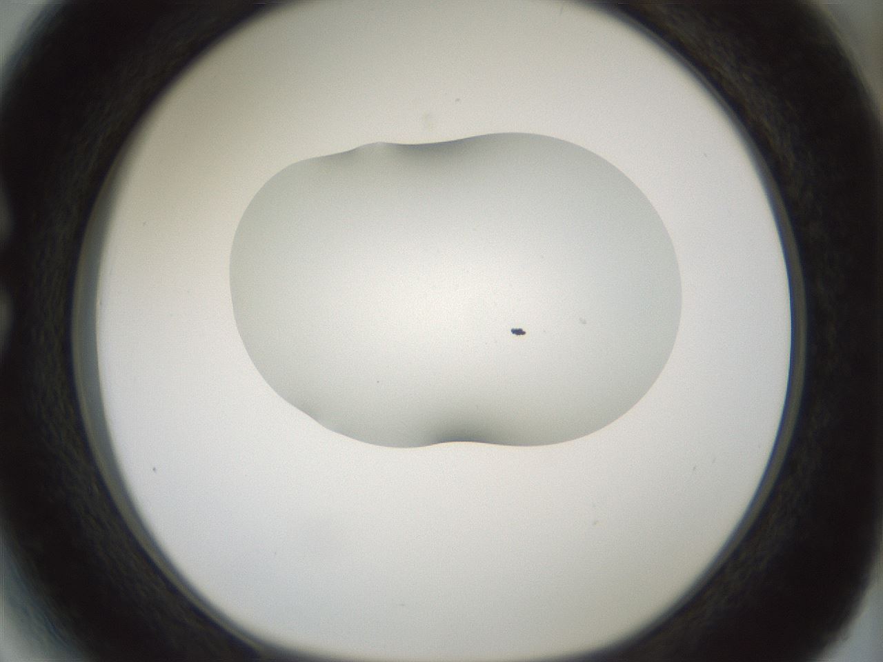 folderID407_plateID1407_batchID5149_wellNum27_profileID1_d1_r86060_ef.jpg