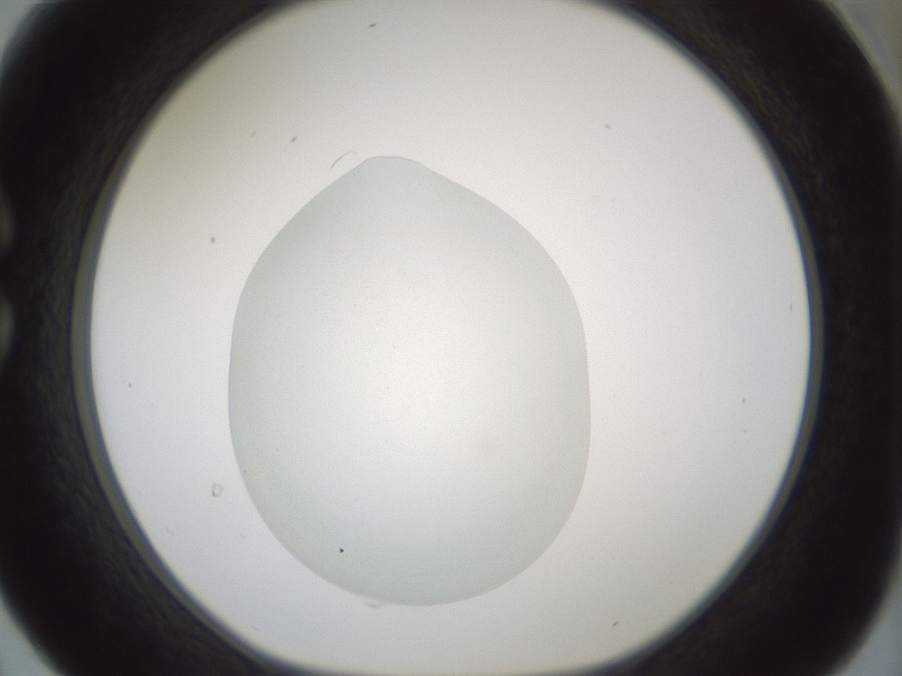 folderID406_plateID1406_batchID5148_wellNum30_profileID1_d1_r85967_ef.jpg