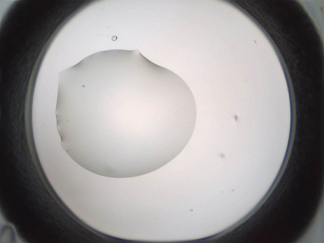 folderID406_plateID1406_batchID5148_wellNum35_profileID1_d1_r85972_ef.jpg