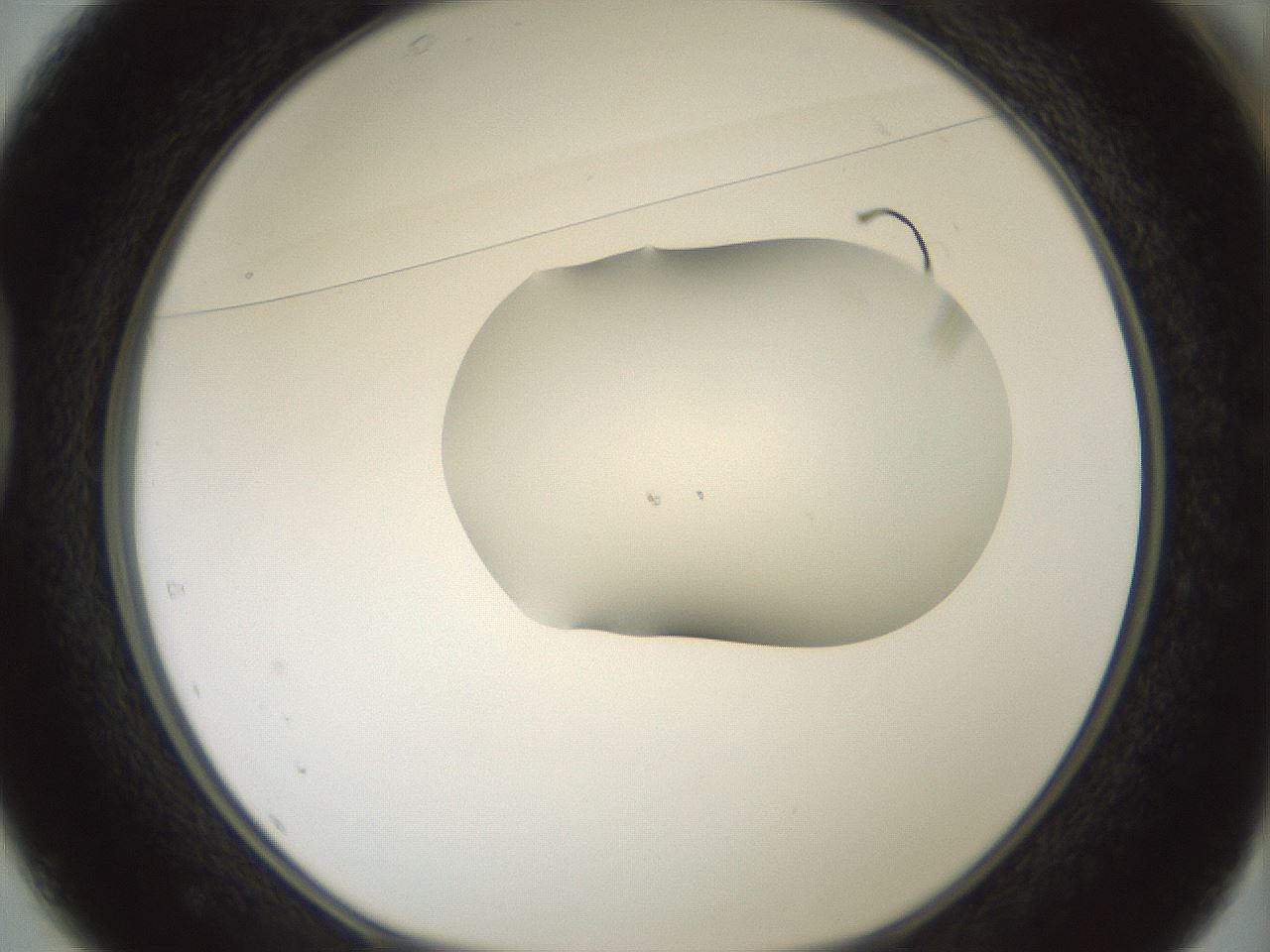 folderID407_plateID1407_batchID5149_wellNum37_profileID1_d1_r86070_ef.jpg