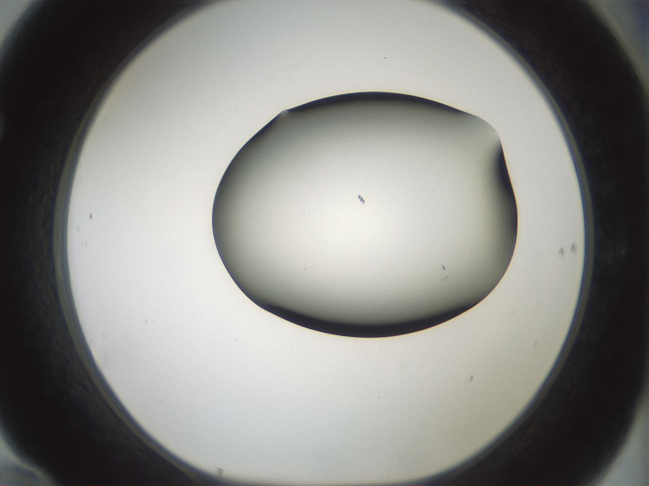 folderID407_plateID1407_batchID5149_wellNum70_profileID1_d1_r86103_ef.jpg