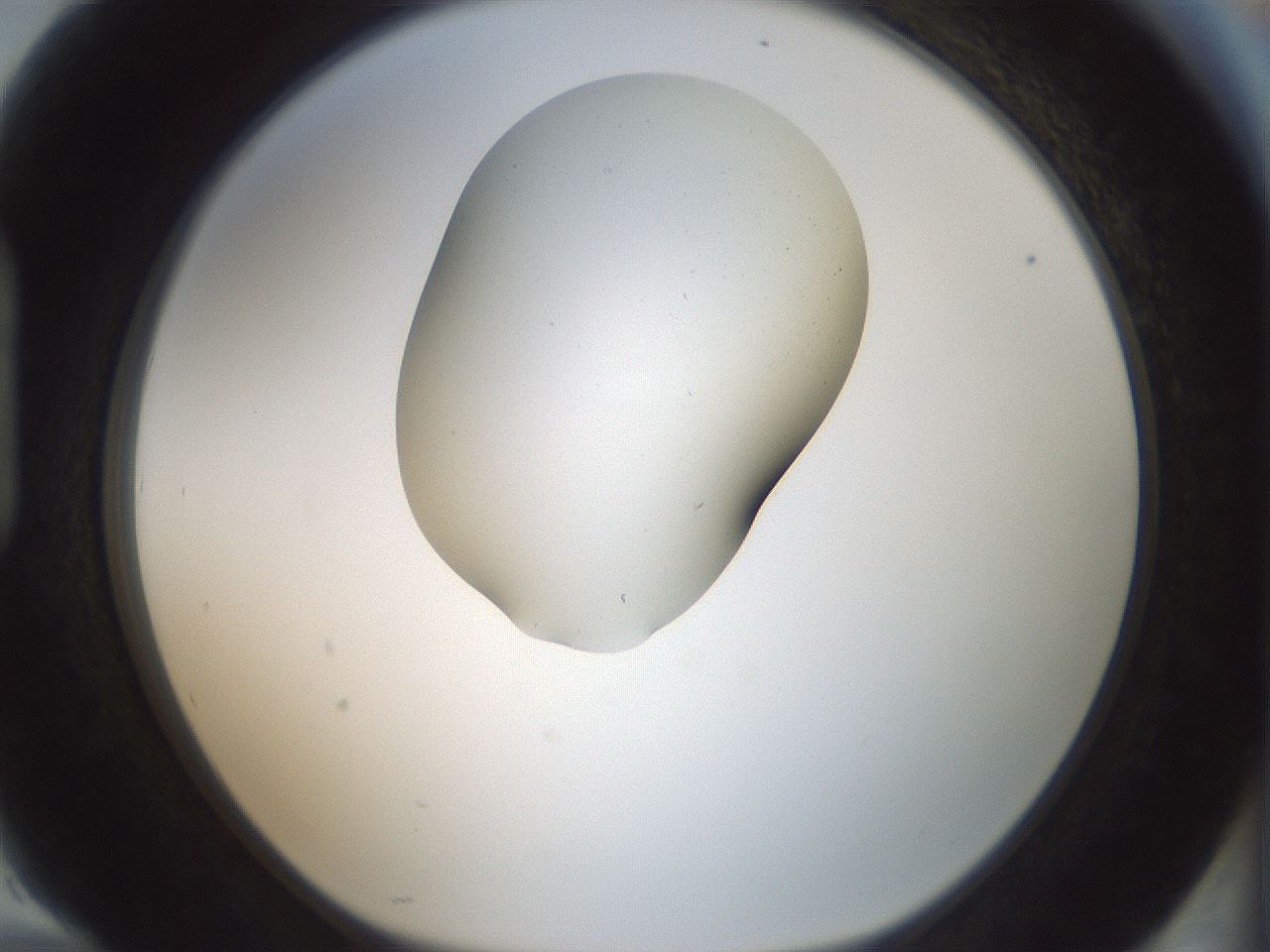 folderID407_plateID1407_batchID5149_wellNum94_profileID1_d1_r86127_ef.jpg