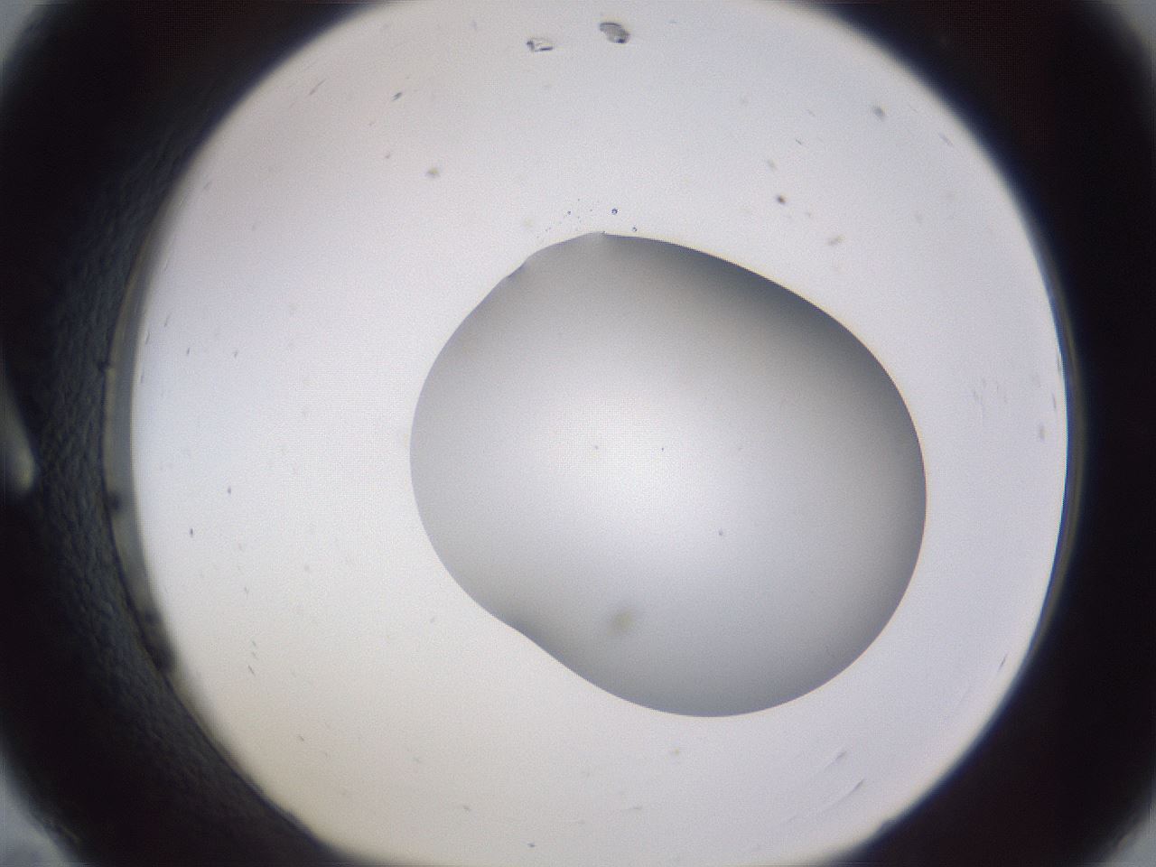 folderID407_plateID2407_batchID11616_wellNum11_profileID1_d1_r178743_ef.jpg