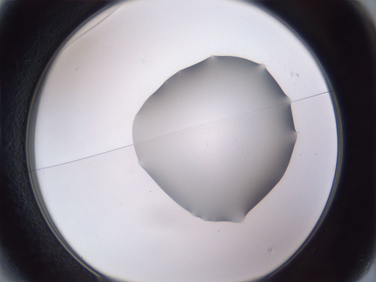 folderID407_plateID2407_batchID11616_wellNum13_profileID1_d1_r178747_ef.jpg