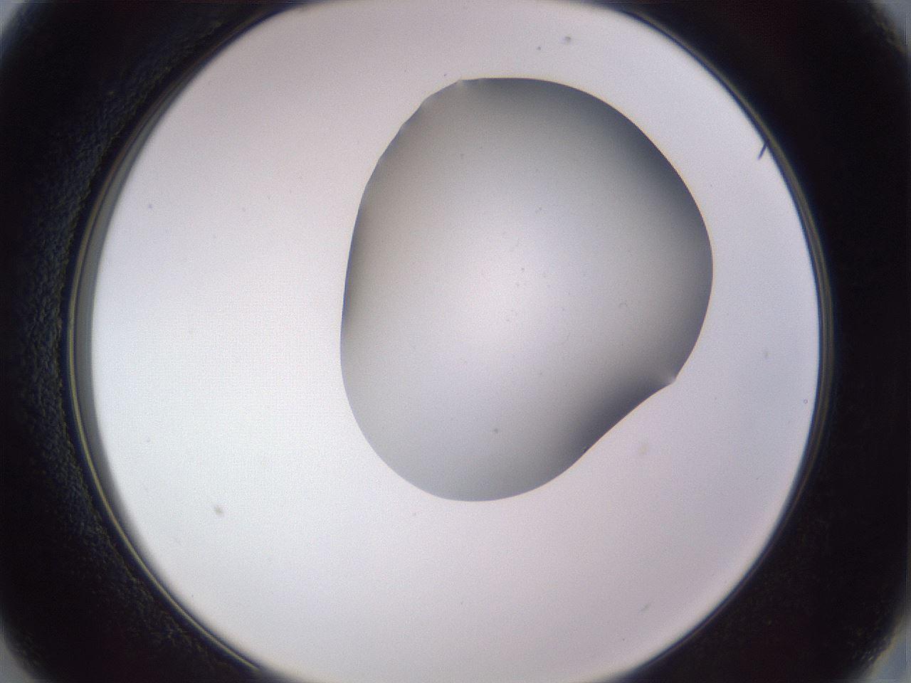 folderID407_plateID2407_batchID11616_wellNum13_profileID1_d2_r178748_ef.jpg