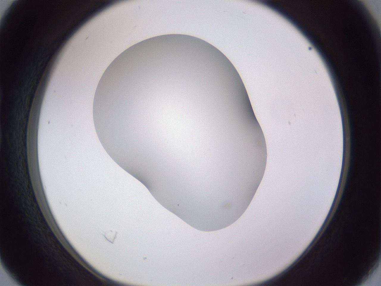folderID407_plateID2407_batchID11616_wellNum16_profileID1_d1_r178753_ef.jpg