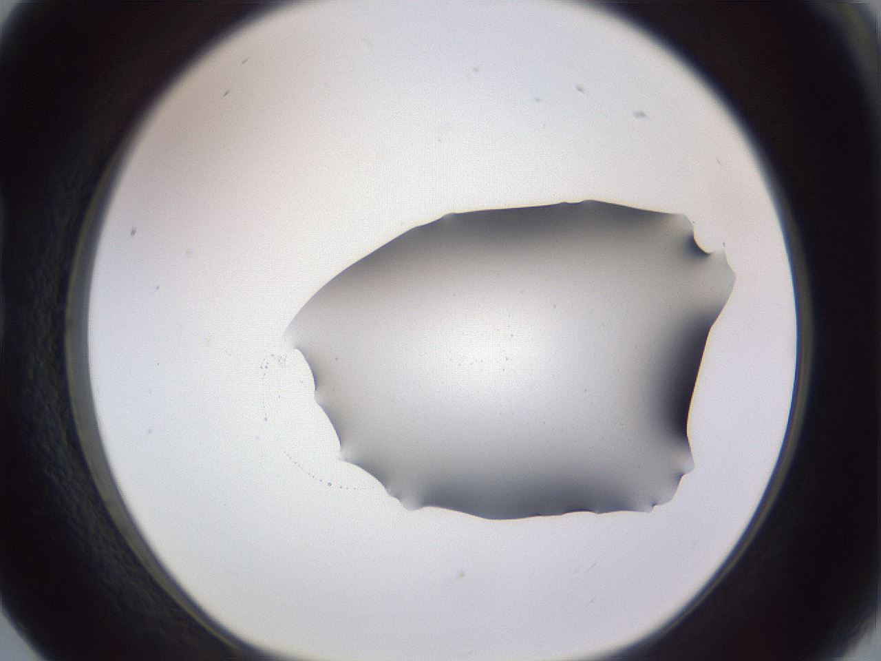 folderID407_plateID2407_batchID11616_wellNum17_profileID1_d1_r178755_ef.jpg