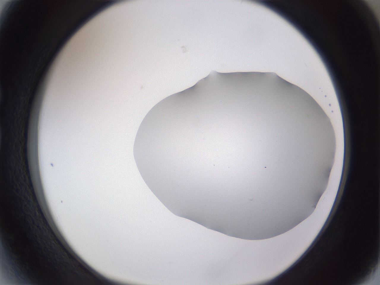 folderID407_plateID2407_batchID11616_wellNum27_profileID1_d1_r178775_ef.jpg