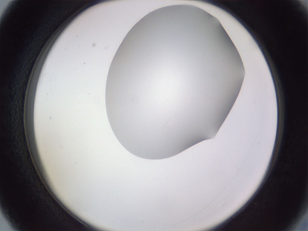 folderID407_plateID2407_batchID11616_wellNum27_profileID1_d2_r178776_ef.jpg