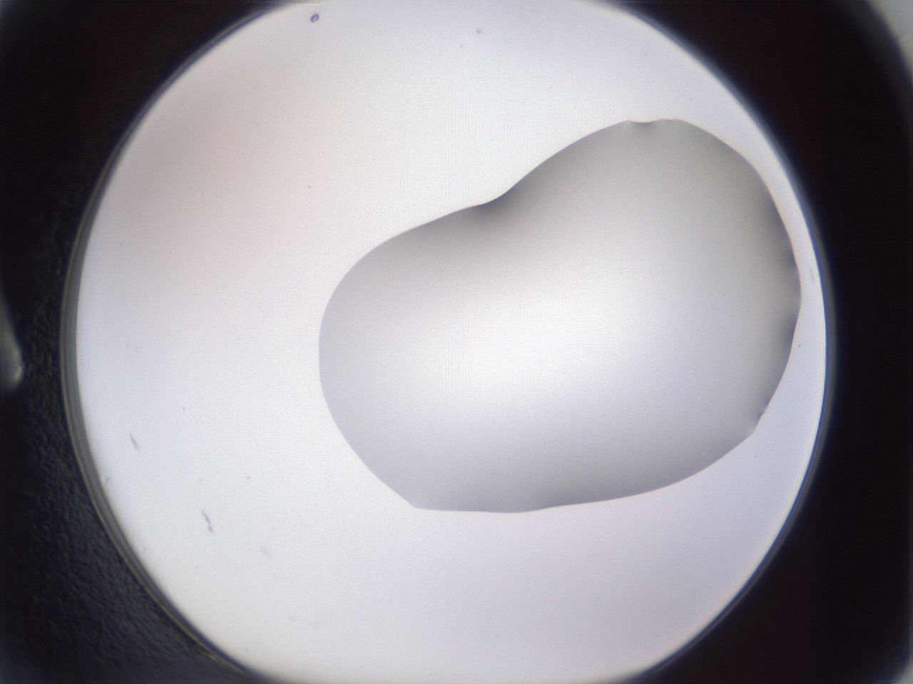 folderID407_plateID2407_batchID11616_wellNum2_profileID1_d1_r178725_ef.jpg