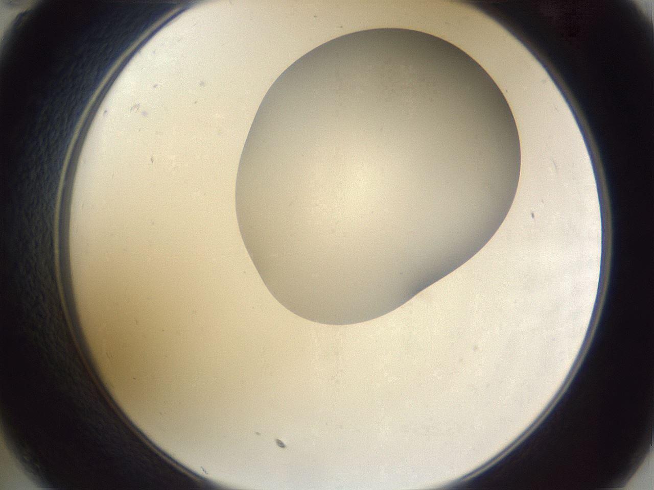folderID407_plateID2407_batchID11616_wellNum35_profileID1_d2_r178792_ef.jpg