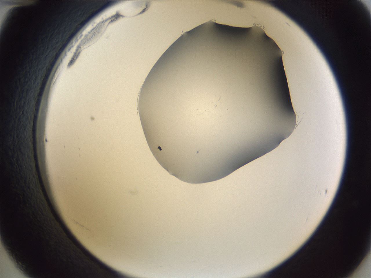 folderID407_plateID2407_batchID11616_wellNum36_profileID1_d2_r178794_ef.jpg