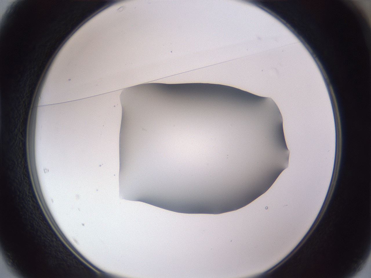 folderID407_plateID2407_batchID11616_wellNum37_profileID1_d1_r178795_ef.jpg