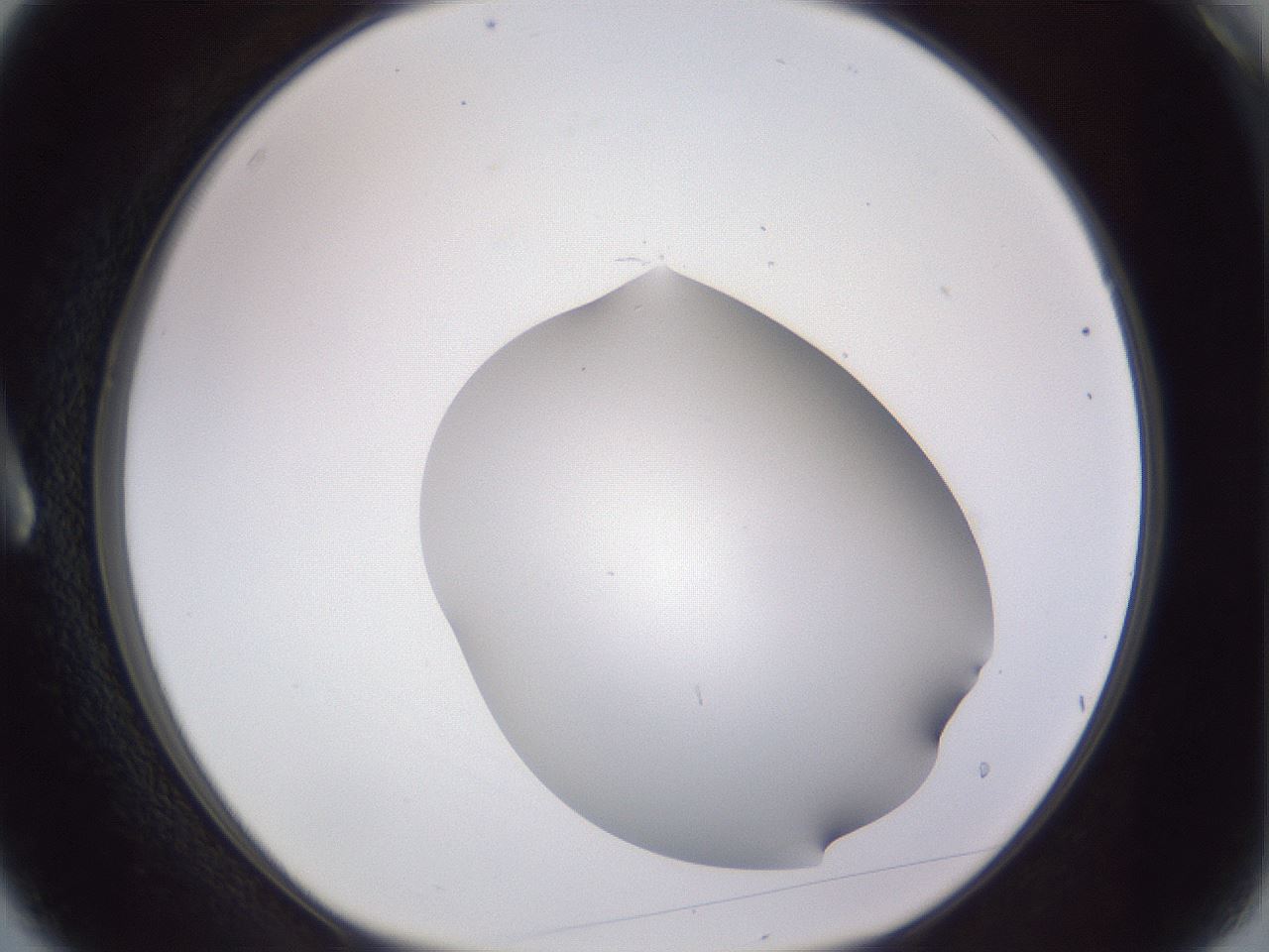 folderID407_plateID2407_batchID11616_wellNum3_profileID1_d1_r178727_ef.jpg