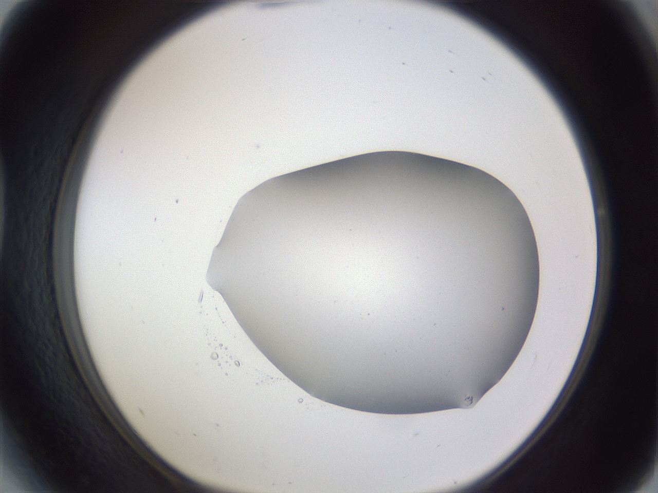 folderID407_plateID2407_batchID11616_wellNum41_profileID1_d1_r178803_ef.jpg