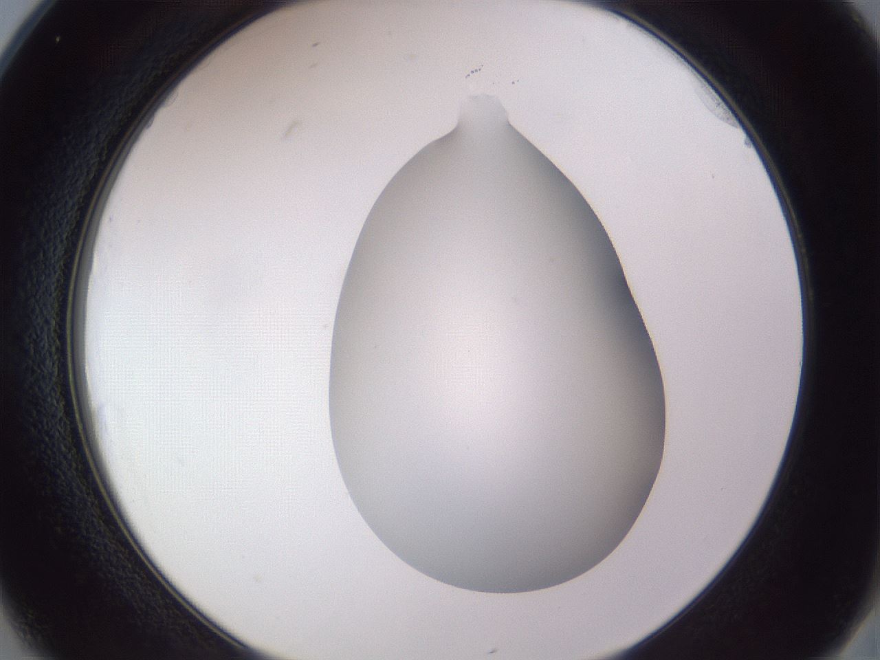 folderID407_plateID2407_batchID11616_wellNum25_profileID1_d2_r178772_ef.jpg