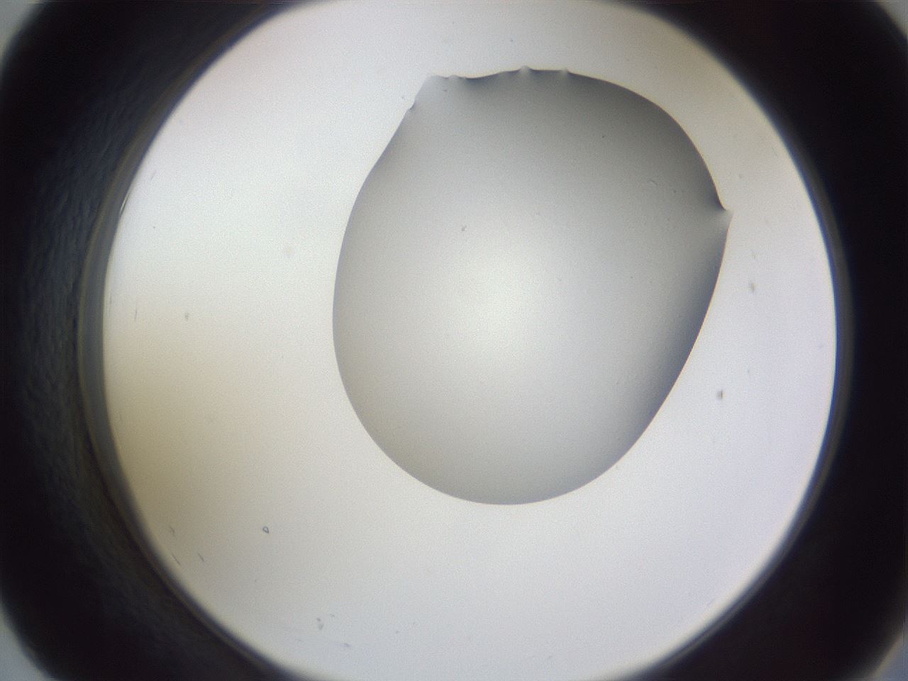 folderID407_plateID2407_batchID11616_wellNum55_profileID1_d2_r178832_ef.jpg