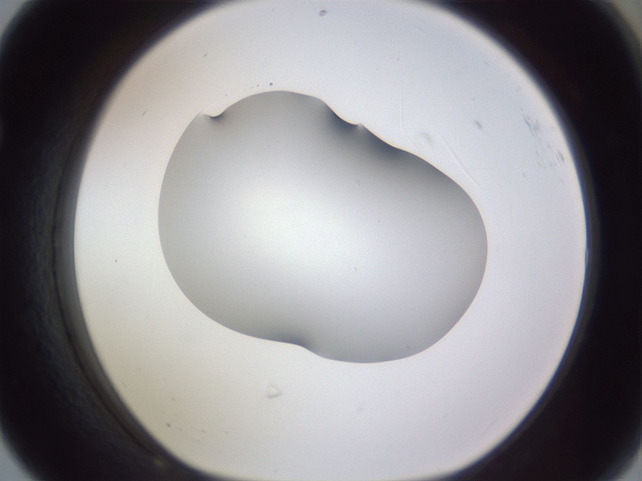 folderID407_plateID2407_batchID11616_wellNum68_profileID1_d1_r178857_ef.jpg