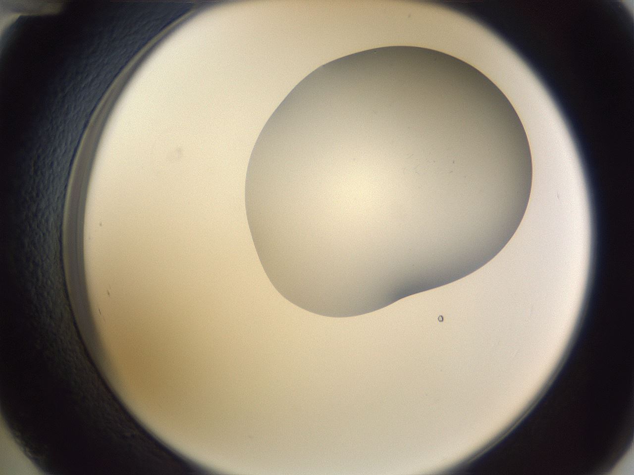 folderID407_plateID2407_batchID11616_wellNum48_profileID1_d2_r178818_ef.jpg