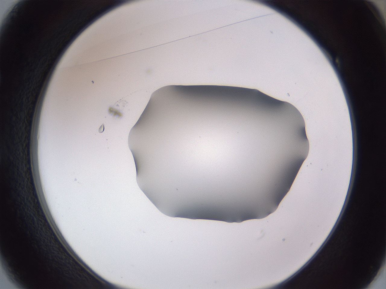 folderID407_plateID2407_batchID11616_wellNum49_profileID1_d1_r178819_ef.jpg