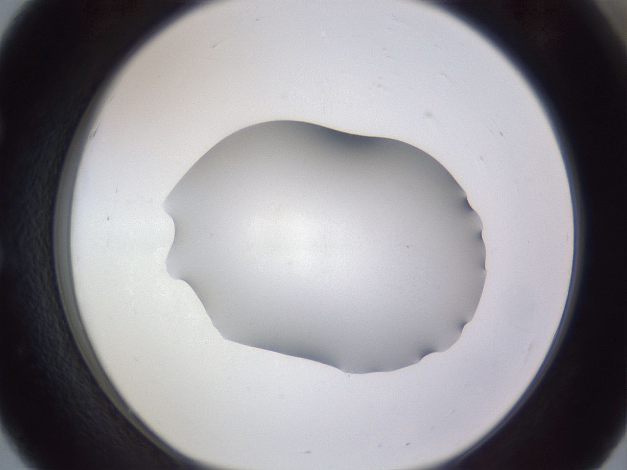 folderID407_plateID2407_batchID11616_wellNum51_profileID1_d1_r178823_ef.jpg