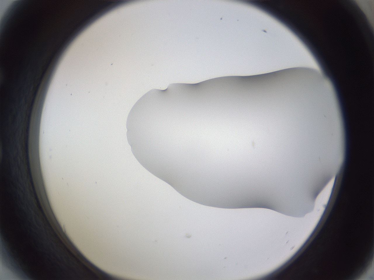 folderID407_plateID2407_batchID11616_wellNum54_profileID1_d1_r178829_ef.jpg
