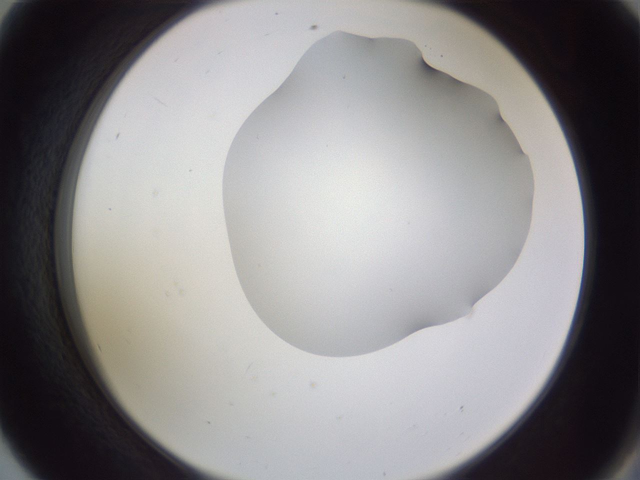 folderID407_plateID2407_batchID11616_wellNum56_profileID1_d2_r178834_ef.jpg