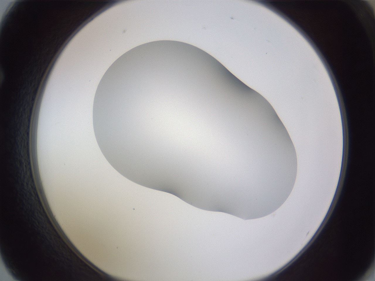 folderID407_plateID2407_batchID11616_wellNum62_profileID1_d1_r178845_ef.jpg