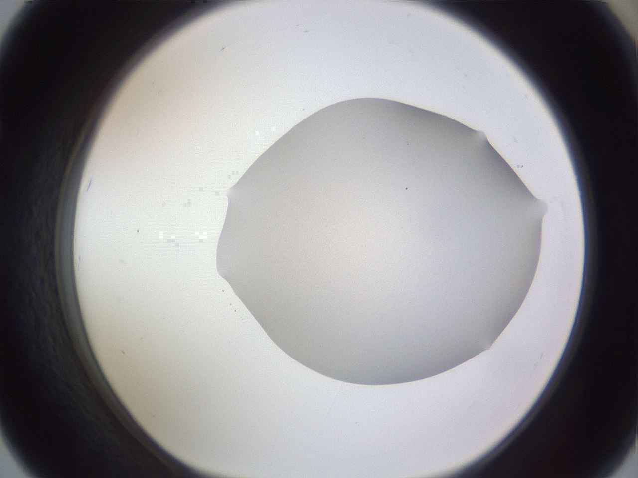 folderID407_plateID2407_batchID11616_wellNum67_profileID1_d1_r178855_ef.jpg