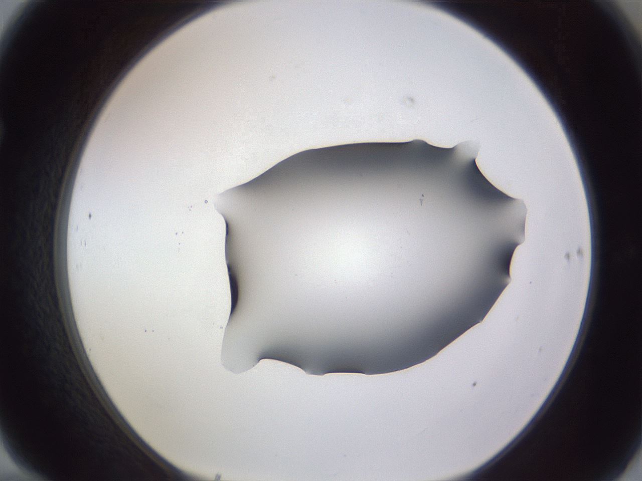 folderID407_plateID2407_batchID11616_wellNum70_profileID1_d1_r178861_ef.jpg