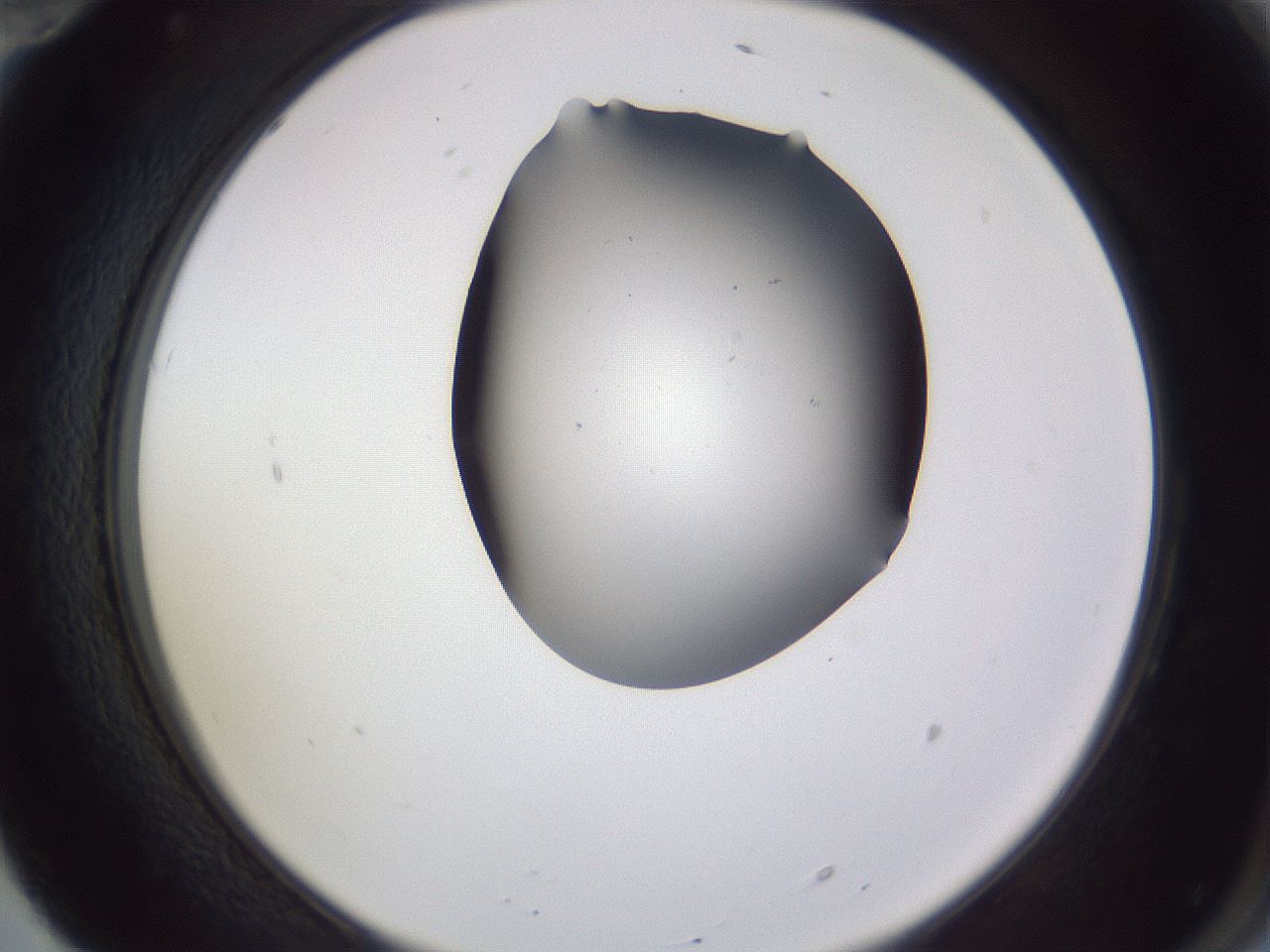 folderID407_plateID2407_batchID11616_wellNum70_profileID1_d2_r178862_ef.jpg