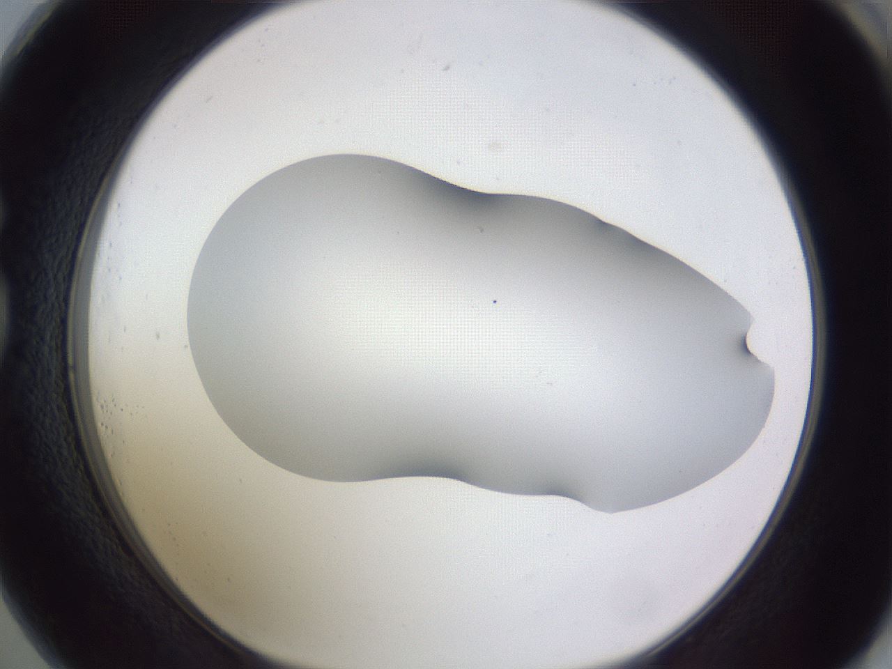folderID407_plateID2407_batchID11616_wellNum73_profileID1_d1_r178867_ef.jpg