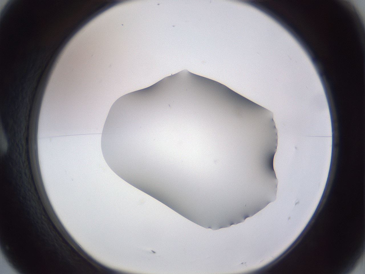 folderID407_plateID2407_batchID11616_wellNum7_profileID1_d1_r178735_ef.jpg