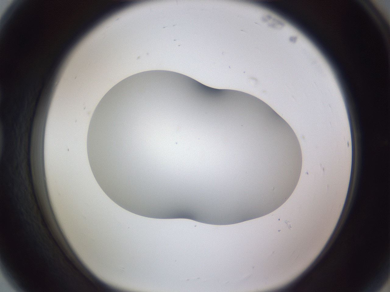 folderID407_plateID2407_batchID11616_wellNum80_profileID1_d1_r178881_ef.jpg
