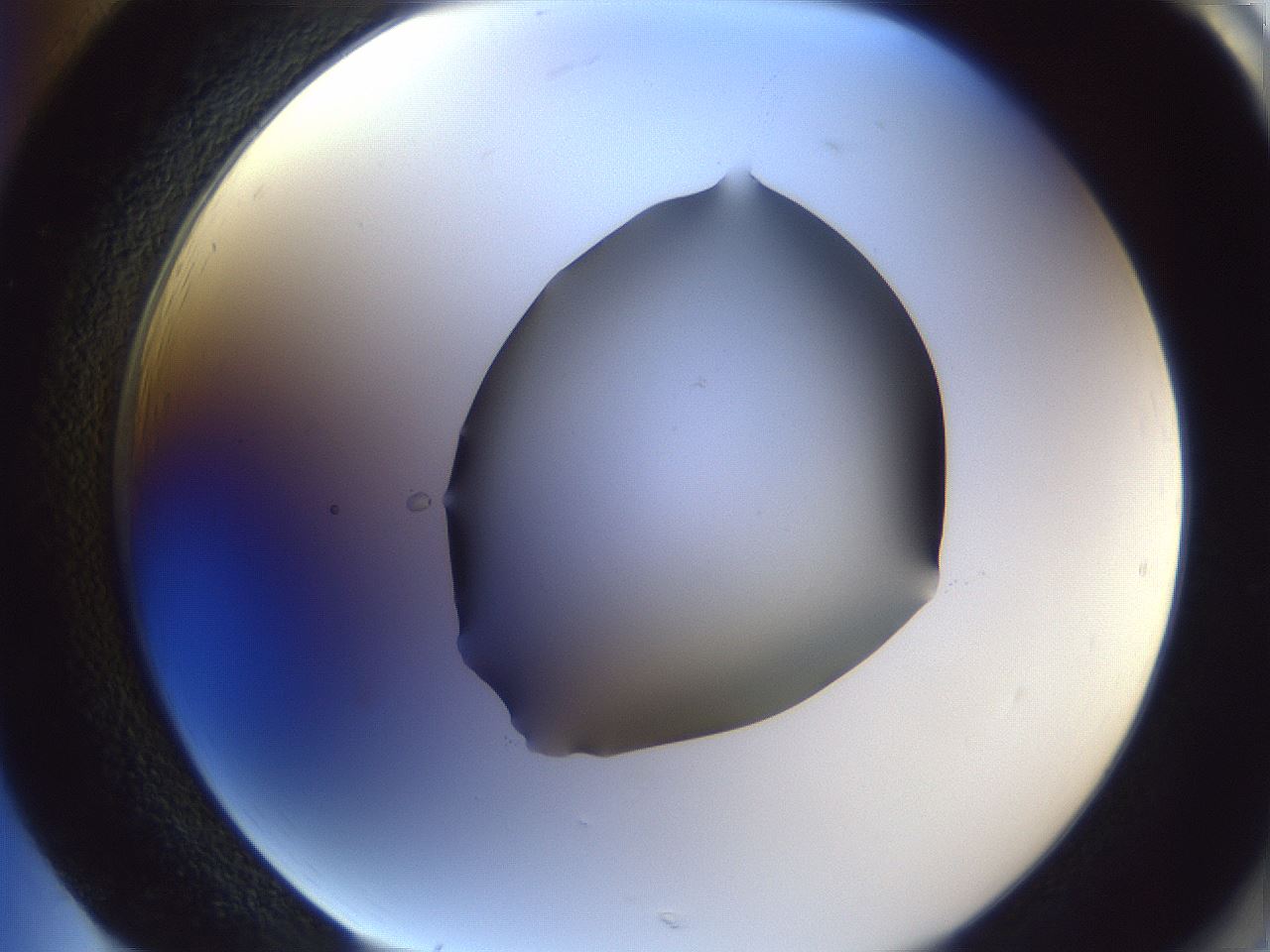 folderID407_plateID2407_batchID11616_wellNum85_profileID1_d2_r178892_ef.jpg