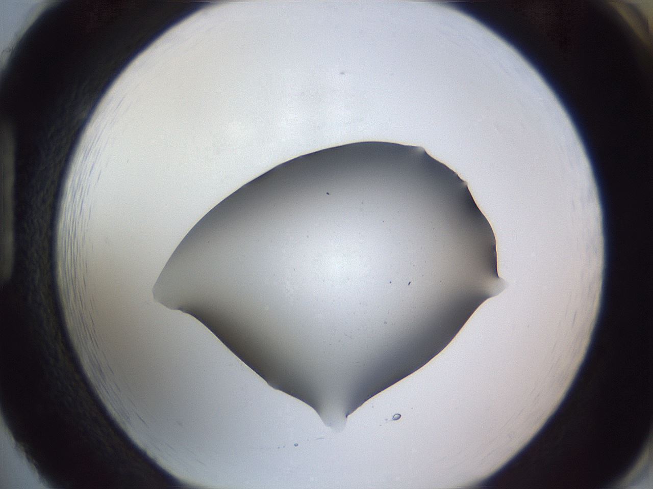 folderID407_plateID2407_batchID11616_wellNum86_profileID1_d1_r178893_ef.jpg