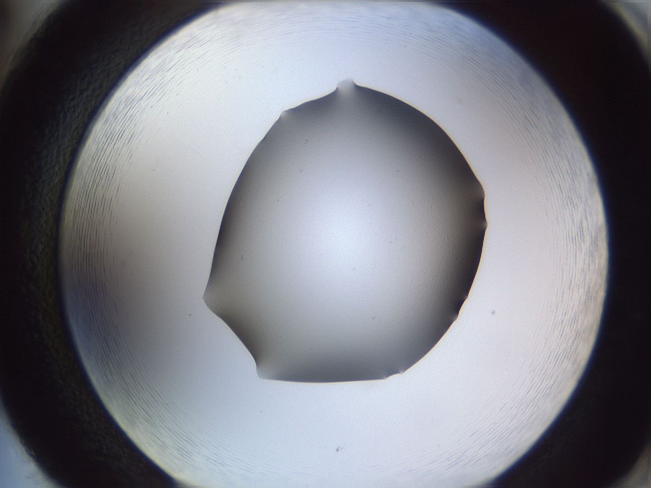 folderID407_plateID2407_batchID11616_wellNum86_profileID1_d2_r178894_ef.jpg