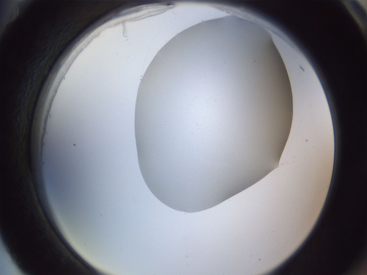 folderID407_plateID2407_batchID11616_wellNum88_profileID1_d2_r178898_ef.jpg
