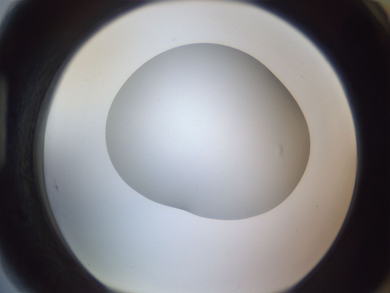 folderID407_plateID2407_batchID11616_wellNum89_profileID1_d1_r178899_ef.jpg