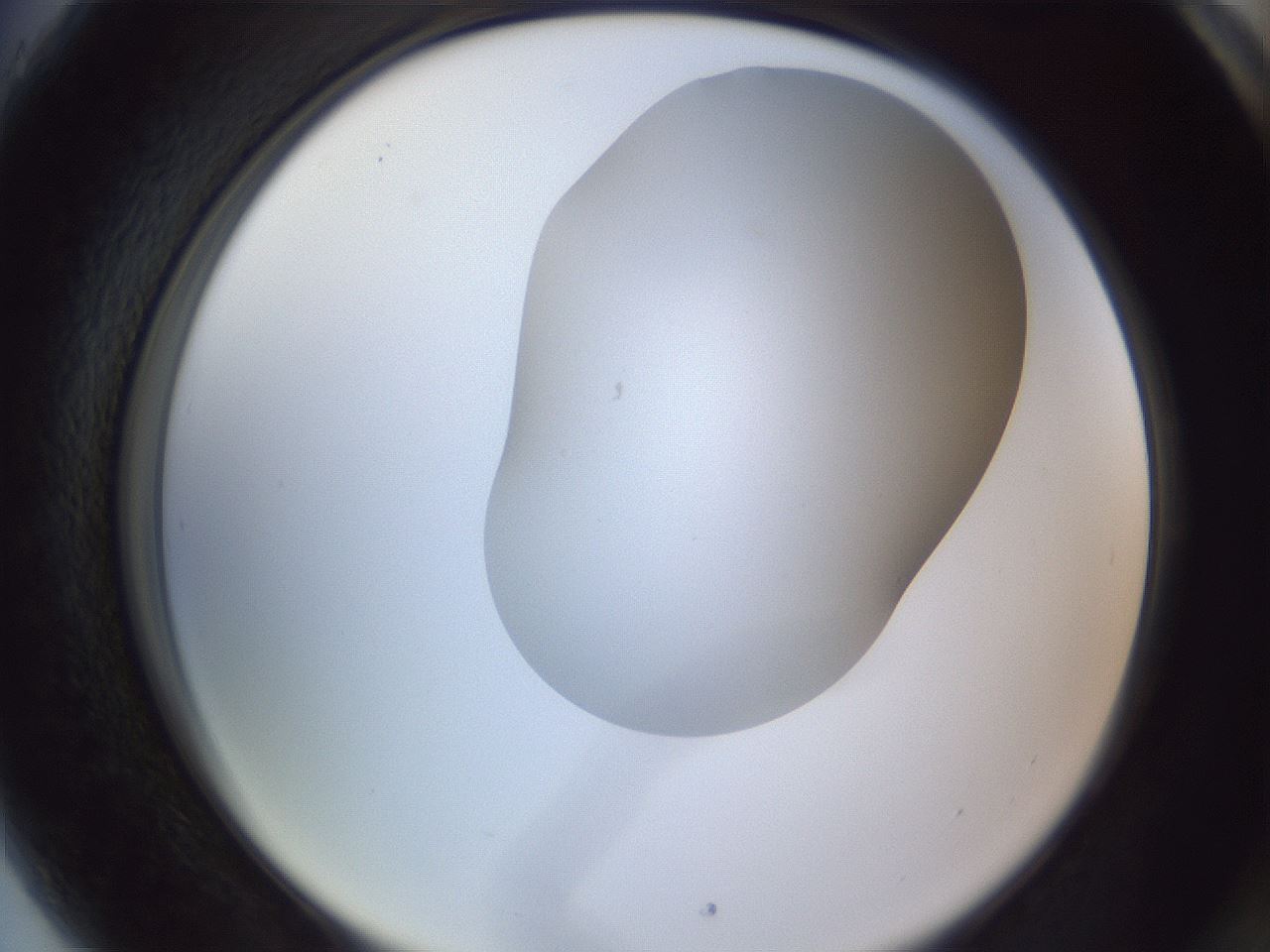 folderID407_plateID2407_batchID11616_wellNum89_profileID1_d2_r178900_ef.jpg