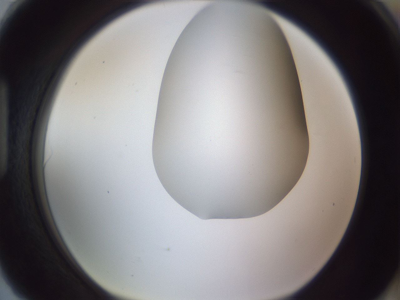 folderID407_plateID2407_batchID11616_wellNum90_profileID1_d1_r178901_ef.jpg