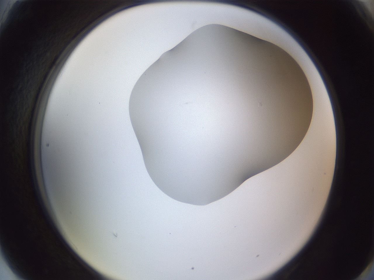 folderID407_plateID2407_batchID11616_wellNum90_profileID1_d2_r178902_ef.jpg