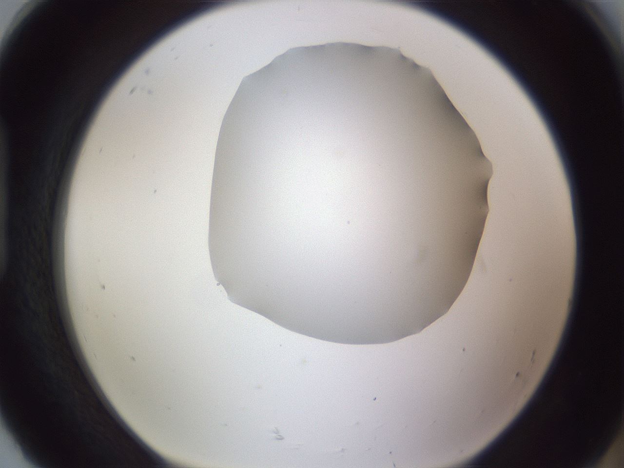 folderID407_plateID2407_batchID11616_wellNum92_profileID1_d1_r178905_ef.jpg