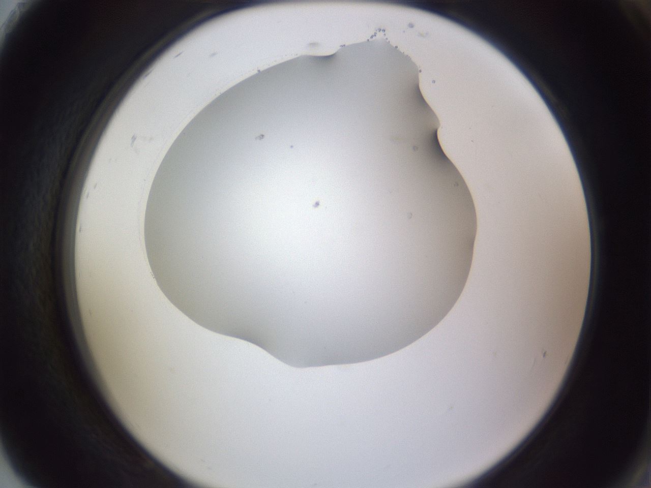 folderID407_plateID2407_batchID11616_wellNum92_profileID1_d2_r178906_ef.jpg