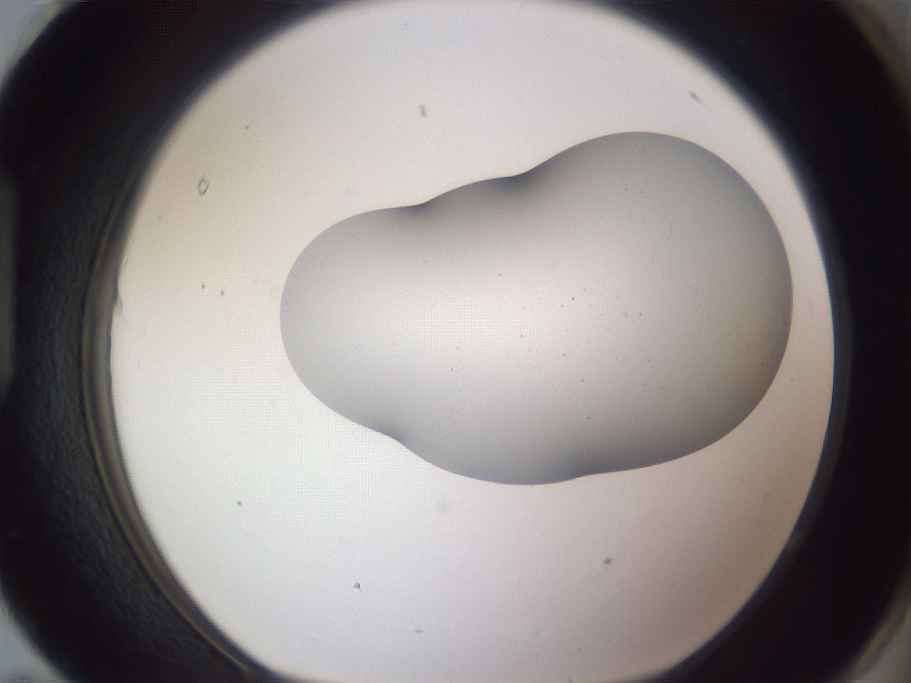 folderID407_plateID2407_batchID11616_wellNum95_profileID1_d1_r178911_ef.jpg