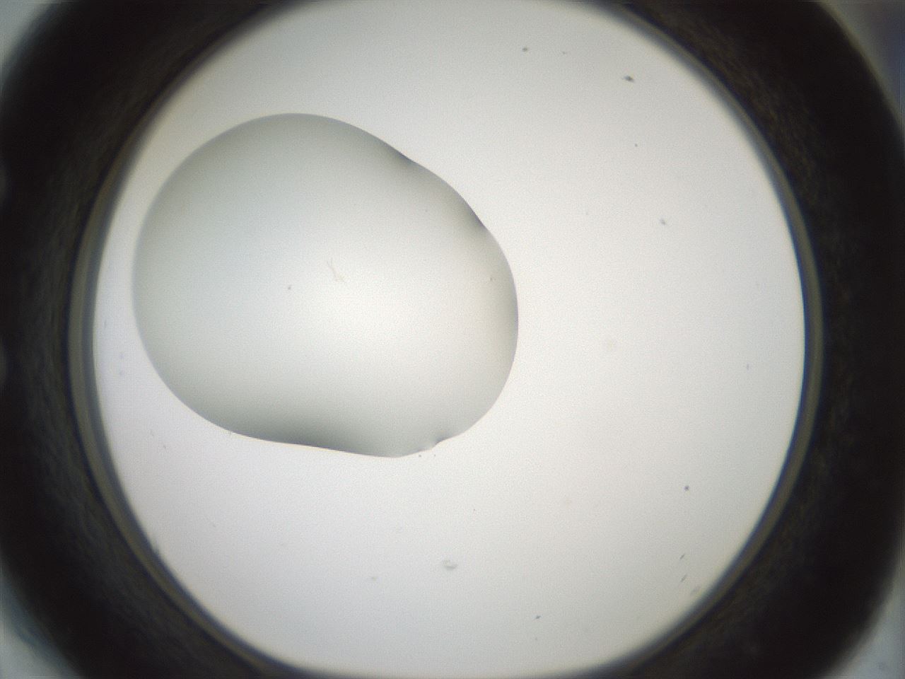 folderID408_plateID1408_batchID5150_wellNum54_profileID1_d1_r86183_ef.jpg