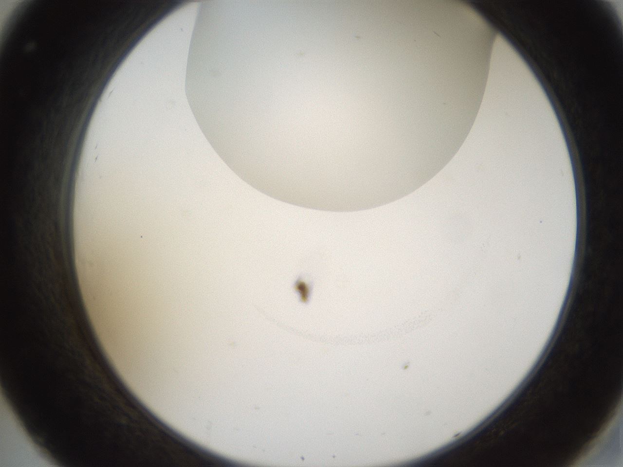 folderID158_plateID1158_batchID3207_wellNum32_profileID1_d2_r62878_ef.jpg
