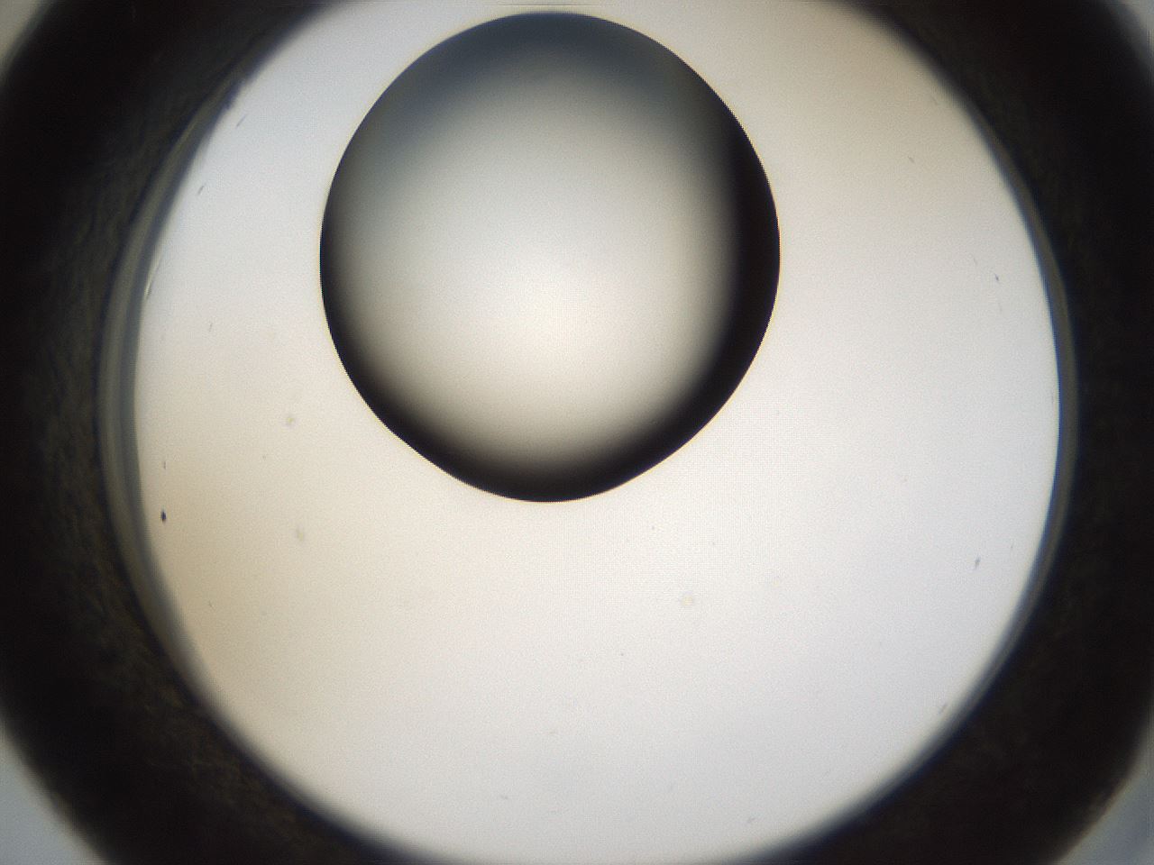 folderID159_plateID1159_batchID3197_wellNum42_profileID1_d2_r61938_ef.jpg