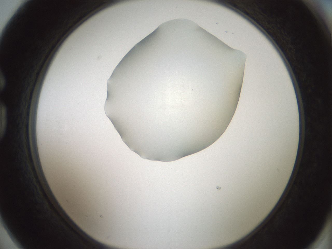 folderID408_plateID1408_batchID5150_wellNum74_profileID1_d1_r86203_ef.jpg