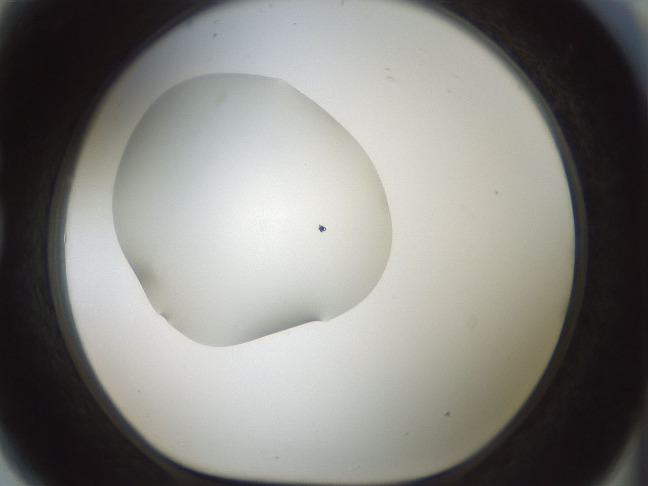 folderID408_plateID1408_batchID5150_wellNum81_profileID1_d1_r86210_ef.jpg